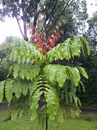 Image result for Xenostegia pinnata