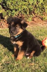 Gingus von trau und schon quba von mittenhauser hof, show colors, german born with german red papers, akc registered sire vesta von trau und schon usa akc gsd dam puppy born bla. 55 Alaskan Shepherd Ideas Alaskan Shepherd Alaskan Alaskan Malamute