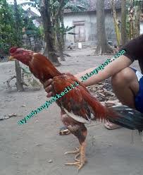 Ngampel adalah sebuah desa di kecamatan papar, kabupaten kediri, jawa timur, indonesia. Peternakan Ayam Bangkok Kediri Jawa Timur Tentang Kolam Kandang Ternak