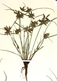 Image result for Pycreus flavescens