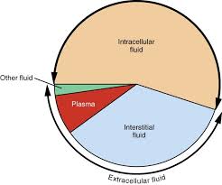 body fluids and fluid compartments anatomy and physiology ii