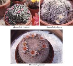 Image result for Pavetta decumbens