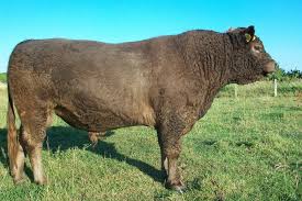 Or feel free to sign up for our news letter and we will keep you posted on new products and current specials. Rassebeschreibung Haltung Bundesverband Deutscher Galloway Zuchter E V