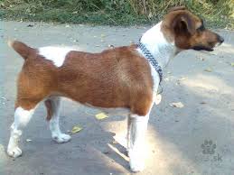 Image result for foxteriér hladkosrstý