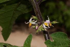 Image result for Solanum anguivi