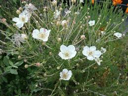 Image result for Lactuca paradoxa