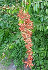 Image result for Combretum microphyllum