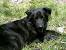 Puppy Newfoundland Dog