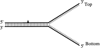 Uv Lesions Located On The Leading Strand Inhibit Dna Replication But Do Not Inhibit Sv40 T Antigen Helicase Activity Sciencedirect