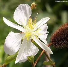 Image result for Clappertonia ficifolia