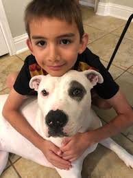 Thank you to the team for helping me find my adopted dog