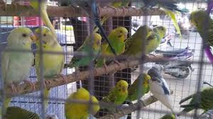 If you are able to provide your bird with adequate care and love, then this might be the perfect bird for you. Beautiful Love Birds In Pet Shop At Aurangabad Youtube