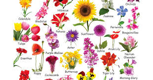 The orange blossom, for instance more examples of plants and their associated human qualities during the victorian era include bluebells. 15 Different Types Of Flowers Images And Names Top Collection Of Different Types Of Flowers In The Images Hd