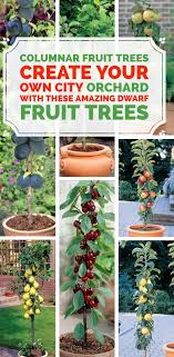 Green acres nursery & supply offers one of the largest selections of miniature and dwarf fruit trees. 120 Potted Fruit Trees Ideas Fruit Trees Plants Potted Fruit Trees