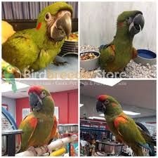 Maybe you would like to learn more about one of these? Red Front Macaws For Sale Exotic Birds And Supplies