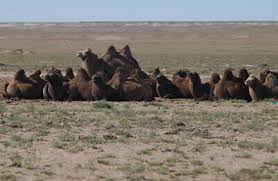 The ingestion of undercooked meat is also believed to be a major source of infection in omnivores and carnivores while congenital transmission, although known to occur, is considered. Adw Camelus Bactrianus Information