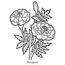 Image Result For Marigolds Flowers Drawings Flower Drawing Line Drawing Images Coloring Books