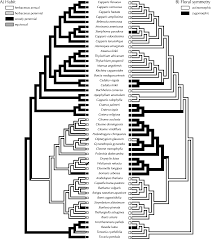 Image result for Ritchiea capparoides
