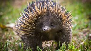 Perhaps a bit too specific in the sense that this skill. An Echidna S Penis Has Four Heads New Study Reveals How It Works Mental Floss