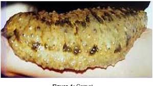 The top countries of suppliers are malaysia, china, and malaysia. Pdf Efficacy Of Gamat Extract In Wound Healing In Albino Wistar Rats Semantic Scholar