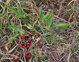 Image result for Lannea edulis