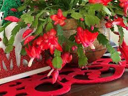 The christmas cactus is a gift without demanding upkeep. Take Care Of Your Living Holiday Plants