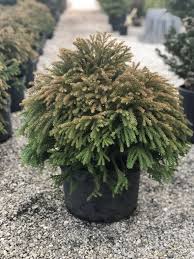 Image result for Cryptomeria