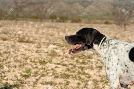 Black and white hunting dog. Black And White Pointer Hunting Dog In Full Alertness Stock Photo Picture And Royalty Free Image Image 8669351
