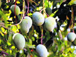 Mango trees live and produce fruit for many years, and with good growing conditions and without freezing weather that will kill the tree, mangoes can bear fruit for decades or longer. Indian Experiment With Mangoes One Tree With 121 Varieties Of The Fruit India Gulf News