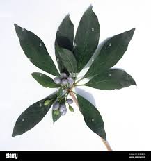 Image result for Rauvolfia mombasiana