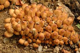 Image result for Coprinus micaceus