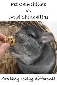 How much does a chinchilla cost? Pet Chinchillas Vs Wild Chinchillas What S The Difference Chinchilla Chinchilla Persian Cat Pets
