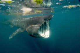 How many teeth do sharks have in total. 8 Fascinating Facts About The Majestic Basking Shark
