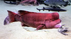 Their head protuberance, or kok, is formally termed a nuchal hump. The Kobudai The California Sheephead And Gender Change In Fish Owlcation