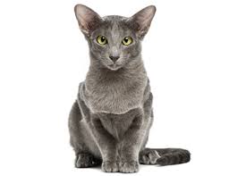 We breed for exotic shorthair kittens and occasionally persians (elh) with ancestries from national and regional winning, grand champion bloodlines. The Oriental Shorthair A Lively Vocal And Colorful Cat Mondou