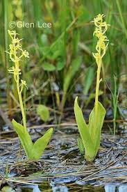 Image result for Liparis bowkeri