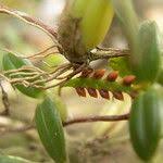 Image result for Bulbophyllum fuscum