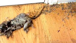 Maybe you would like to learn more about one of these? Care Of The Garden Maggots In The Kitchen That Helps With Maggot Infestation In The House 2021