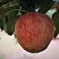 Taste & Tour the Orchard