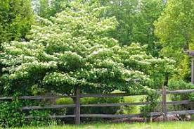 There are many unique variegated cultivars, including 'argentea' and 'golden shadows.' Pagoda Dogwood A Truly Elegant Garden Tree Pagoda Dogwood Garden Shrubs Landscape Nursery