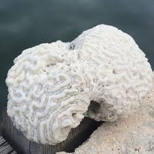 Plenty of coral for decoration to choose from. 110 Best Coral Decor Ideas Coral Decor Coral Fish Tank Decorations