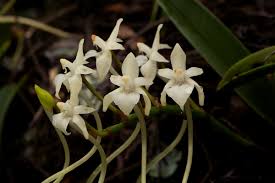 Image result for Rangaeris muscicola