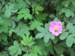 Image result for Rosa sp.