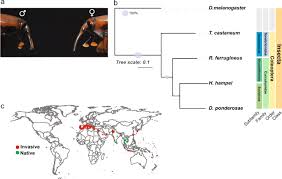 Everyone has a job to do if pests are going to be controlled. The Genome Of Pest Rhynchophorus Ferrugineus Reveals Gene Families Important At The Plant Beetle Interface Communications Biology