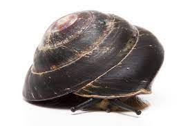 Караколус полосатый, караколус маргинеллус младший синоним: Snails Of Form Caracolus Sagemon Ssp Cuba Type 4 Dark For Sale