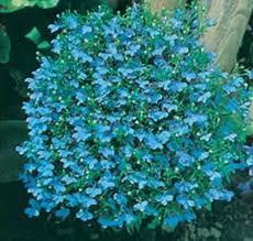 We did not find results for: Jual Benih Lobelia Cambridge Blue 2500 Biji Mr Fothergills Bibitbunga Com