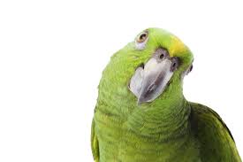 background parrot png transparent background free download 22838 freeiconspng background parrot png transparent