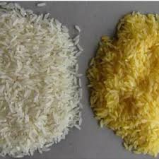 Biosafety assessments involve the molecular characterisation of the introduced gene constructs and the biochemical characterisation of the improved crop plant, including. Golden Rice Right And Normal Rice The Yellow Colour Is The Download Scientific Diagram