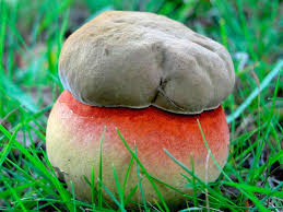Check spelling or type a new query. Boletus Satanas El Boletus Toxico Mas Peligroso La Casa De Las Setas