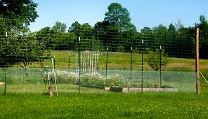 Deer fencing protecting newly planted grapes. 4 Steps To Build A Simple Effective Garden Fence Hobby Farms